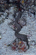 Gymnothorax zonipectis-Maldives Maaya Thila-19m-20240422nuit-da-DSC_5938_tn